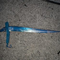 夏のタチウオ狙い